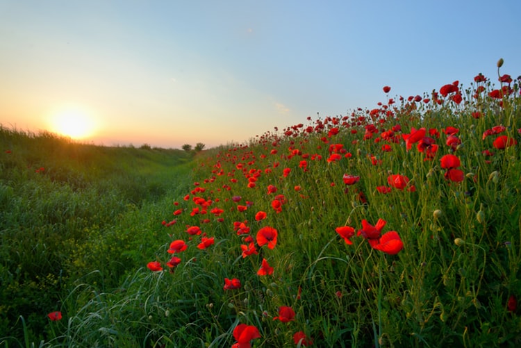 remembrance day - where have all the flowers gone — junie swadron